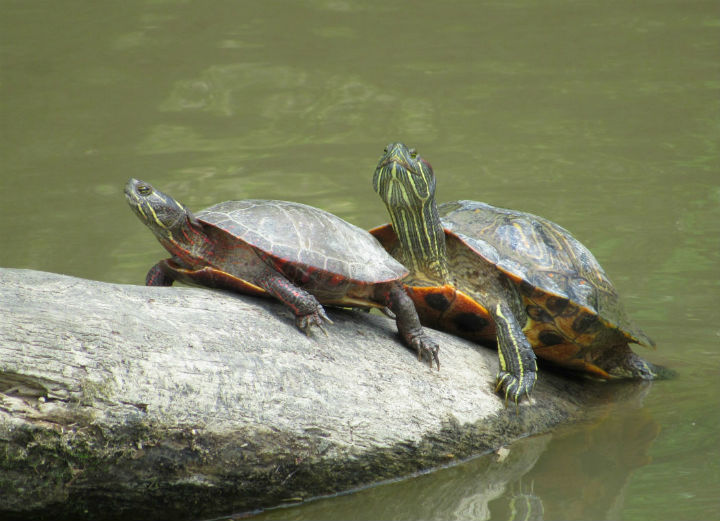 Turtles